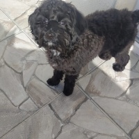 Poodle (Minyatür Kaniş), Köpek  Kral fotoğrafı