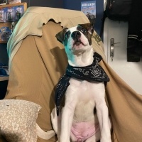 Staffordshire Bull Terrier, Köpek  Sally fotoğrafı
