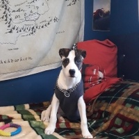 Staffordshire Bull Terrier, Köpek  Sally fotoğrafı