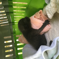 Tekir Kedi, Kedi  Toprak fotoğrafı