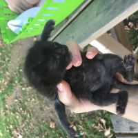 Tekir Kedi, Kedi  Toprak fotoğrafı