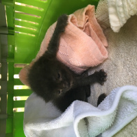 Tekir Kedi, Kedi  Toprak fotoğrafı