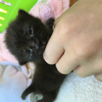 Tekir Kedi, Kedi  Toprak fotoğrafı