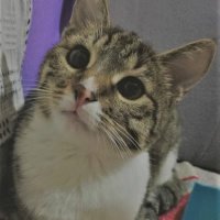Tekir Kedi, Kedi  Altez fotoğrafı
