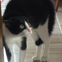 Tuxedo (Smokin) Kedi, Kedi  Sedef fotoğrafı