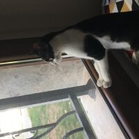 Tuxedo (Smokin) Kedi, Kedi  Sedef fotoğrafı