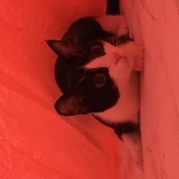 Tuxedo (Smokin) Kedi, Kedi  Sedef fotoğrafı