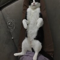 Tuxedo (Smokin) Kedi, Kedi  Sedef fotoğrafı