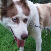 Sibirya Kurdu (Husky), Köpek  Raşa fotoğrafı