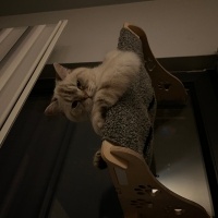 British Shorthair, Kedi  Hellim fotoğrafı