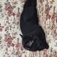 Bombay, Kedi  Brütüs (Brute) fotoğrafı