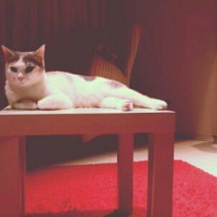 American Wirehair, Kedi  Juliet fotoğrafı