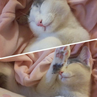American Wirehair, Kedi  Juliet fotoğrafı