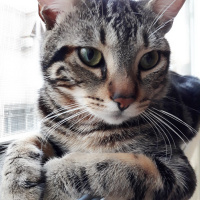American Wirehair, Kedi  Juliet fotoğrafı