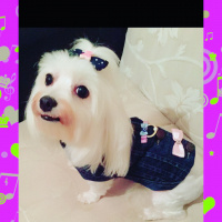 Maltese, Köpek  Tina fotoğrafı