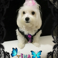 Maltese, Köpek  Tina fotoğrafı