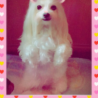 Maltese, Köpek  Tina fotoğrafı