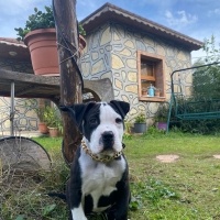Amerikan Staffordshire Terrier, Köpek  Zeyna fotoğrafı
