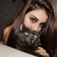 British Shorthair, Kedi  Dumuli fotoğrafı