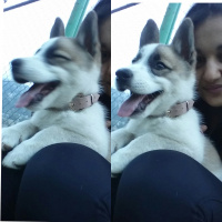 Sibirya Kurdu (Husky), Köpek  Arthur fotoğrafı