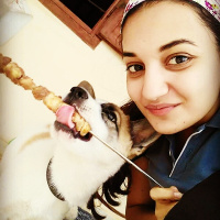 Sibirya Kurdu (Husky), Köpek  Arthur fotoğrafı