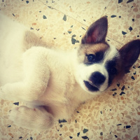 Sibirya Kurdu (Husky), Köpek  Arthur fotoğrafı