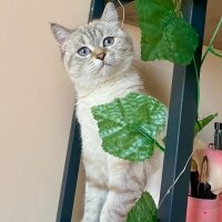 British Shorthair, Kedi  Linda fotoğrafı