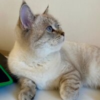 British Shorthair, Kedi  Linda fotoğrafı