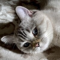 British Shorthair, Kedi  Linda fotoğrafı