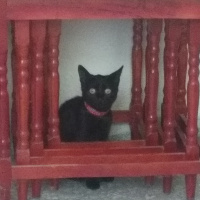 Bombay, Kedi  Kömür fotoğrafı