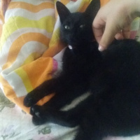 Bombay, Kedi  Kömür fotoğrafı