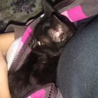 Bombay, Kedi  Kömür fotoğrafı