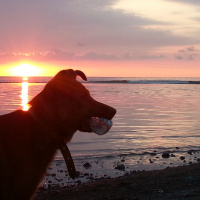 Alman Çoban Köpeği, Köpek  Paşa fotoğrafı