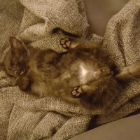 Tekir Kedi, Kedi  tüftüf fotoğrafı