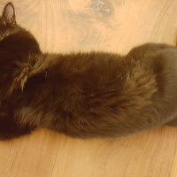 Tekir Kedi, Kedi  tüftüf fotoğrafı