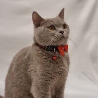 British Shorthair, Kedi  Güzellik Birincisi Kedinin Yavruları fotoğrafı