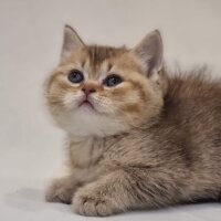 British Shorthair, Kedi  Güzellik Birincisi Kedinin Yavruları fotoğrafı