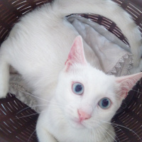 Van Kedisi, Kedi  Mümin Bulut fotoğrafı