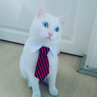 Van Kedisi, Kedi  Mümin Bulut fotoğrafı