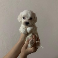 Maltese, Köpek  Miki,Niki,Thor,Jonny,Odin fotoğrafı