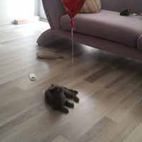 British Shorthair, Kedi  Mia fotoğrafı