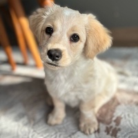 Golden Retriever, Köpek  Eva fotoğrafı