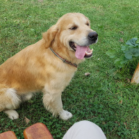 Golden Retriever, Köpek  Oskar fotoğrafı