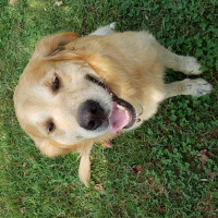 Golden Retriever, Köpek  Oskar fotoğrafı