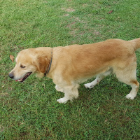 Golden Retriever, Köpek  Oskar fotoğrafı