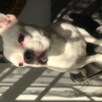 Fransız Bulldog, Köpek  Polo fotoğrafı