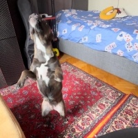 Belçika Malinois, Köpek  Maylo fotoğrafı