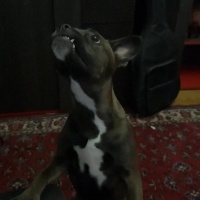 Belçika Malinois, Köpek  Maylo fotoğrafı