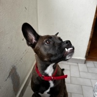 Belçika Malinois, Köpek  Maylo fotoğrafı