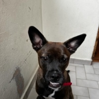 Belçika Malinois, Köpek  Maylo fotoğrafı